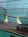 Cocktail Bird